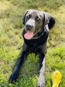Charcoal Lab looking for breeder Listing Image
