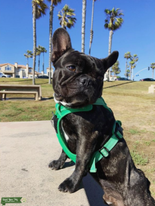 Brindle French Bulldog  Listing Image
