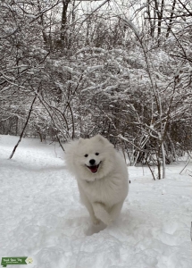Pure bred Samoyed  Listing Image