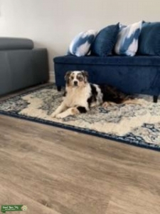 Merle Australian sheperd male Listing Image
