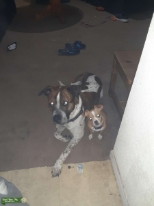 Brindle Pitbull Mastiff Mix Listing Image