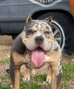 Blue Tri Merle American Bully Stud Listing Image