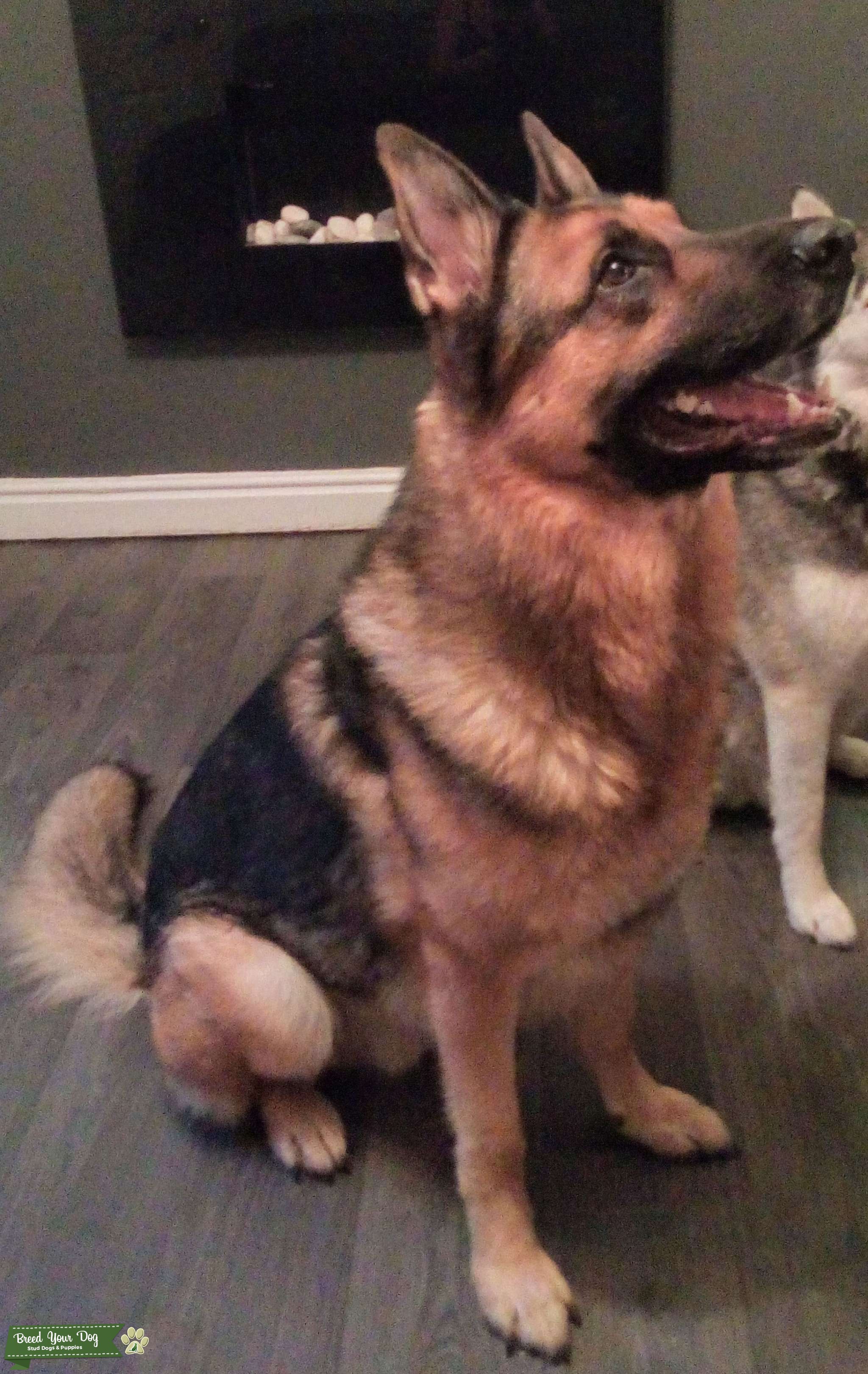 kc registered german shepherd