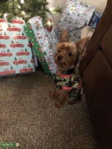 Teacup Yorkie Listing Image