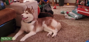 Red husky Listing Image