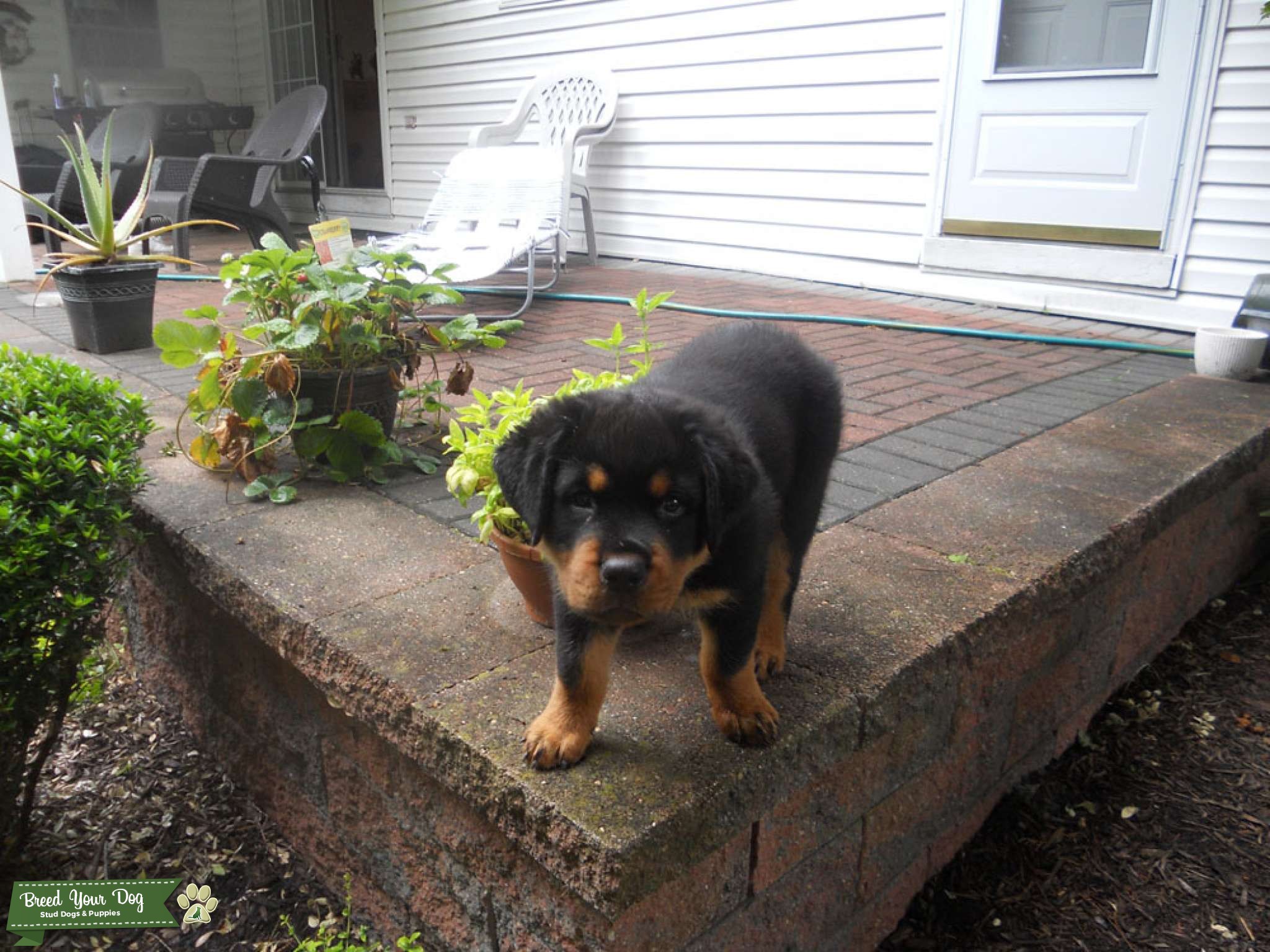 Two year old, 135 pound, male Rottweiler Stud Dog in Delaware, the