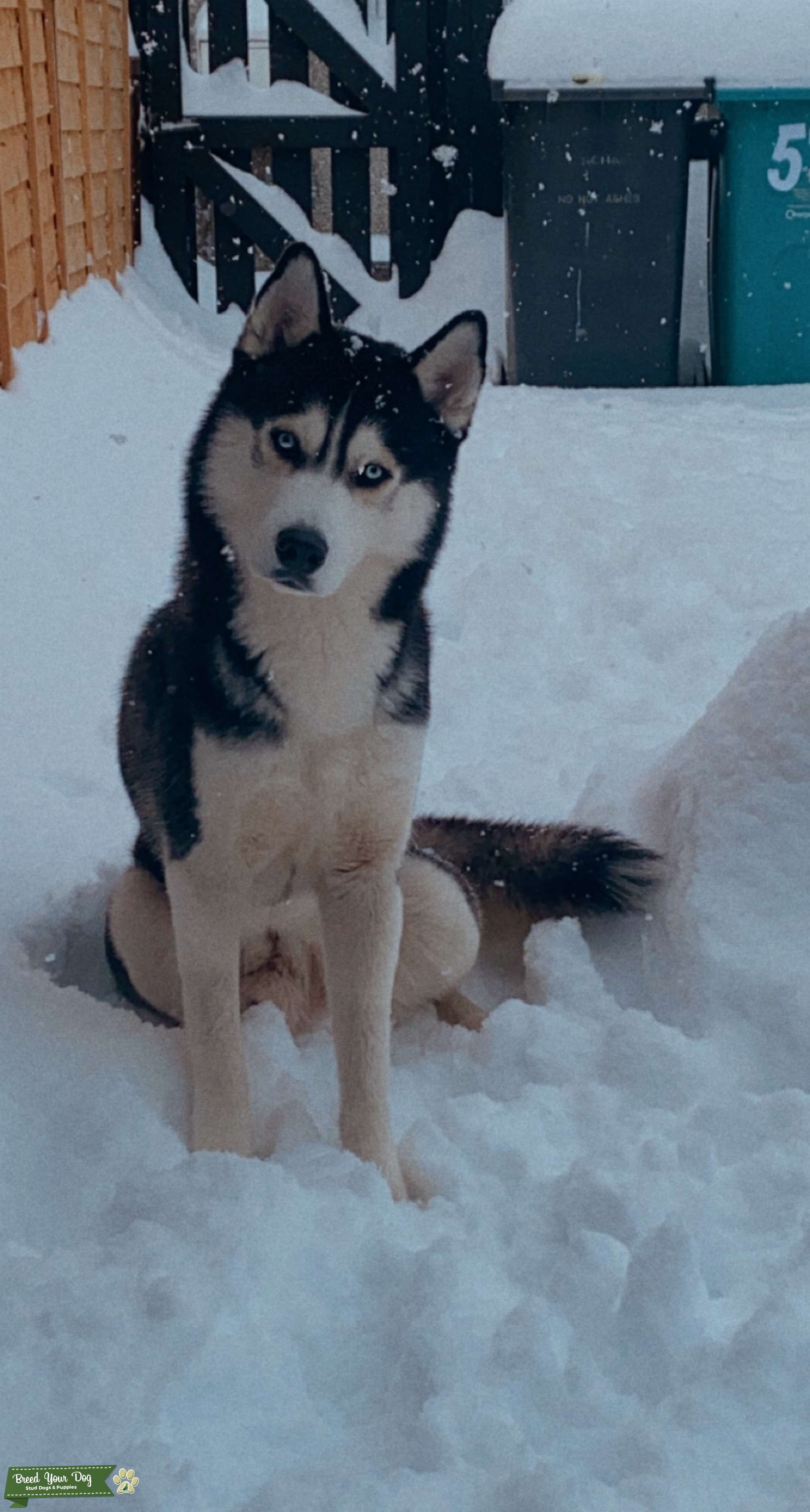 Stud Dog Beautiful black/grey and white Husky For Stud