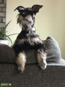 Miniature Schnauzer Black & Silver Stud Listing Image