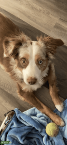 Gorgeous Purebred Miniature Aussie   Listing Image
