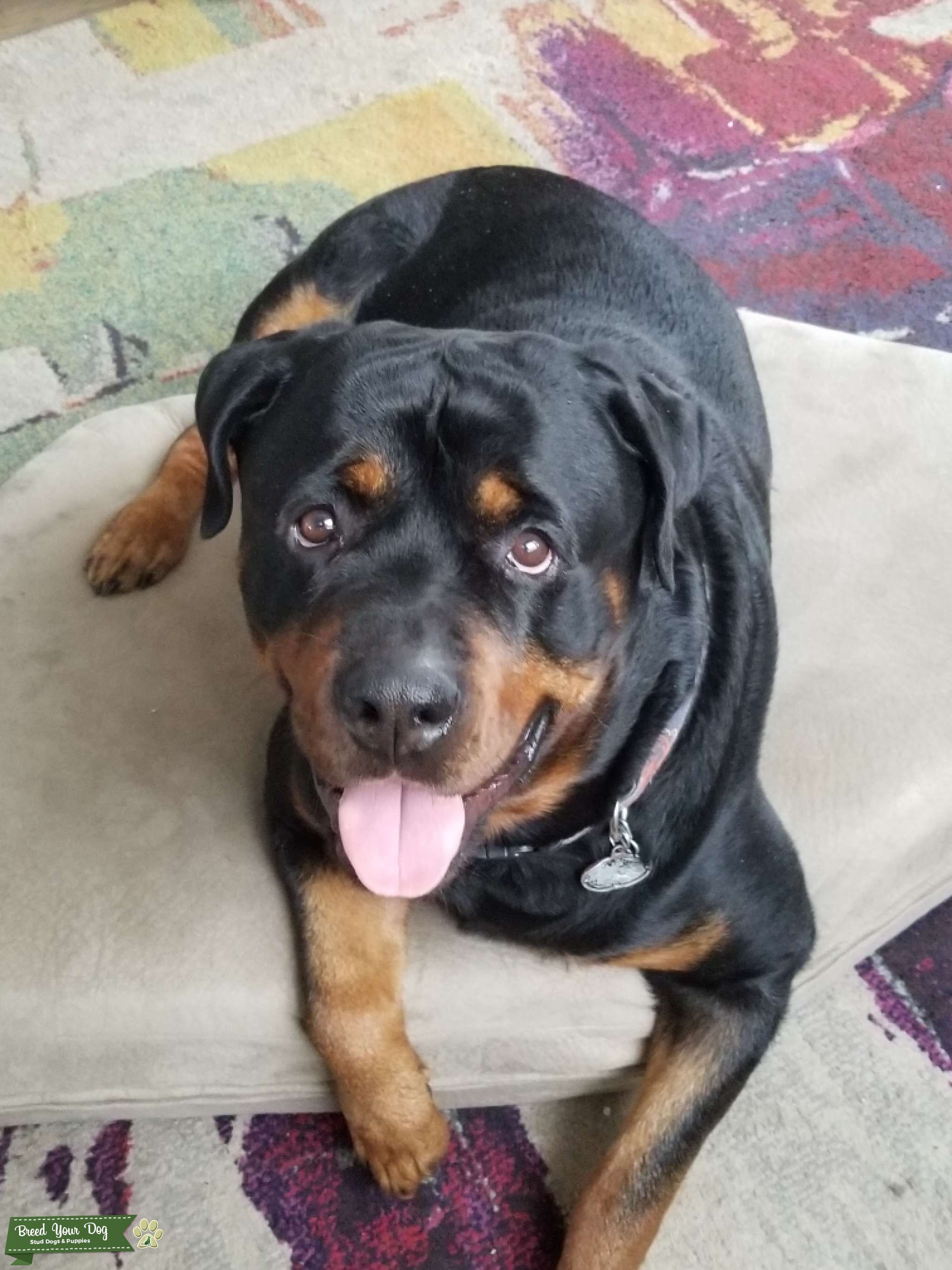 Stud Rottweiler Stud Dog IL Breed Your Dog