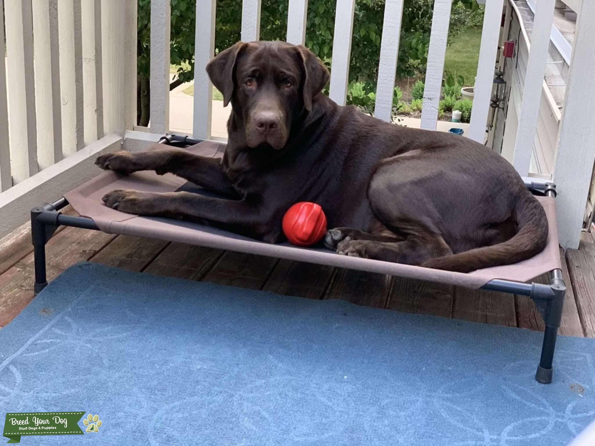 Pure Chocolate Labrador Stud Dog in Greater Chicago, United States