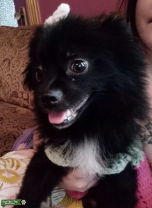 Adorable female Pom looking for stud Listing Image