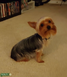 Yorkie Stud Listing Image