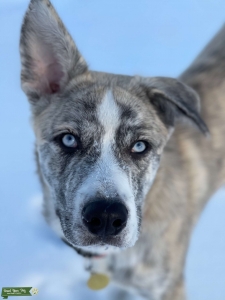 Husky mix Listing Image