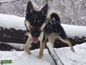 50/50 German Shepherd/Siberian Husky Listing Image