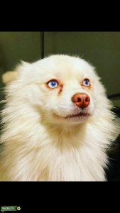 White Pomsky stud blue eyes Listing Image