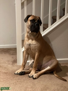 Young Bullmastiff Stud Listing Image