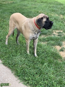 Female English Mastiff  Listing Image