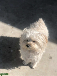 Morkie stud for hire Listing Image