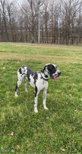 Male Harlequin Great Dane Stud Available  Listing Image