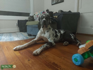 Daniff- Great Dane/English Mastiff Listing Image