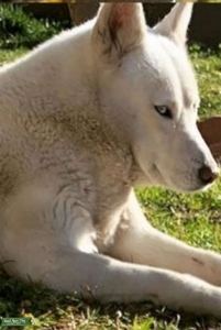 All White Siberian Husky  Listing Image