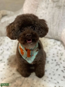 Toy poodle stud Listing Image