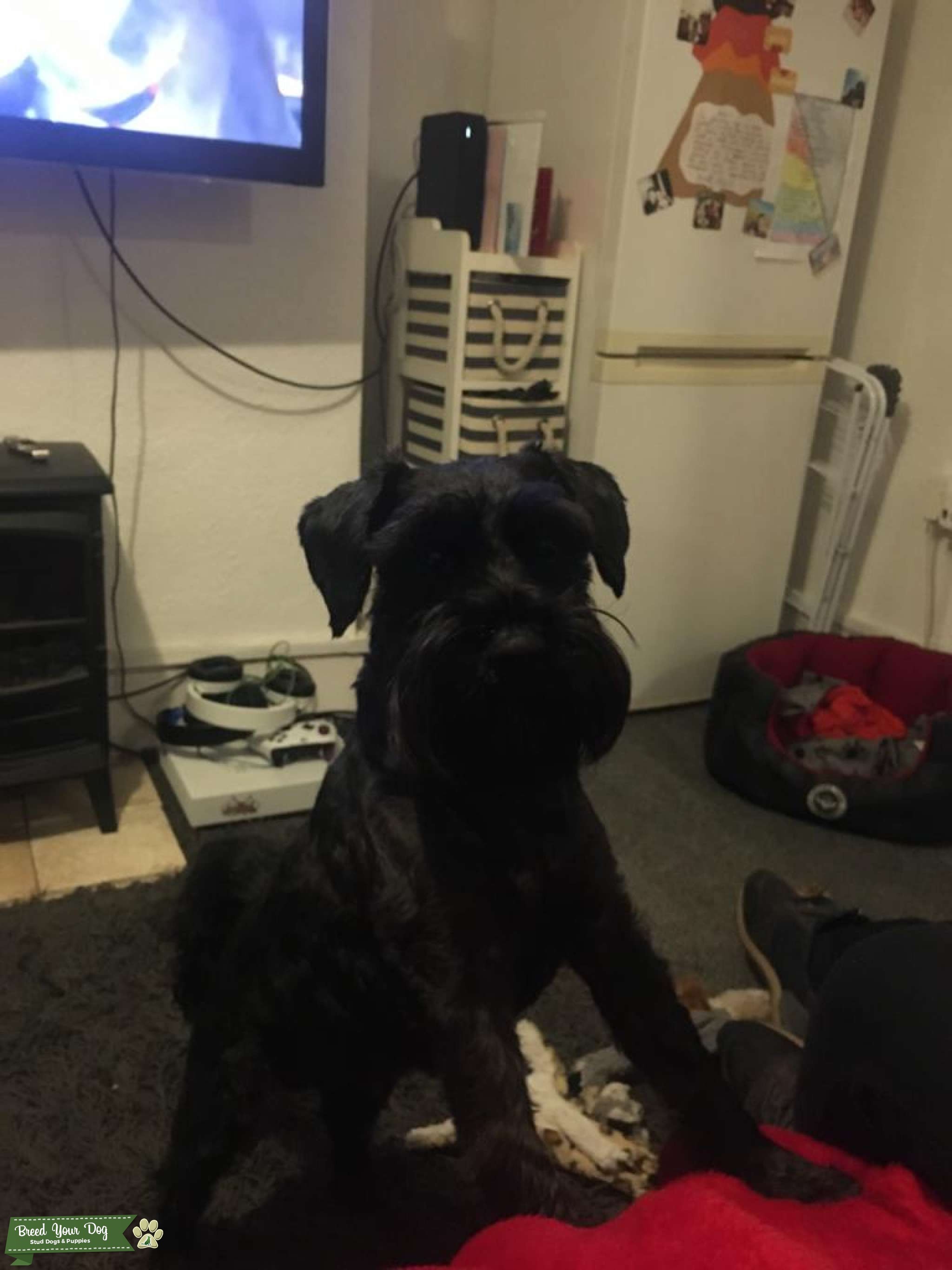 Black Miniature Schnauzer KC Registered Stud Dog in East Sussex, the