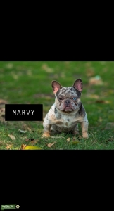 Blue merle french bulldog Listing Image
