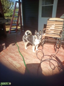 Blue eyes, Merle Pomsky -intelligent, very affectionate, beautiful male looking to stud Listing Image