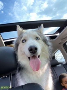 Husky Stud ISO female  Listing Image