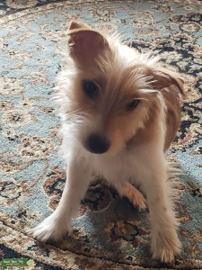 Jack russell looking for stud Listing Image