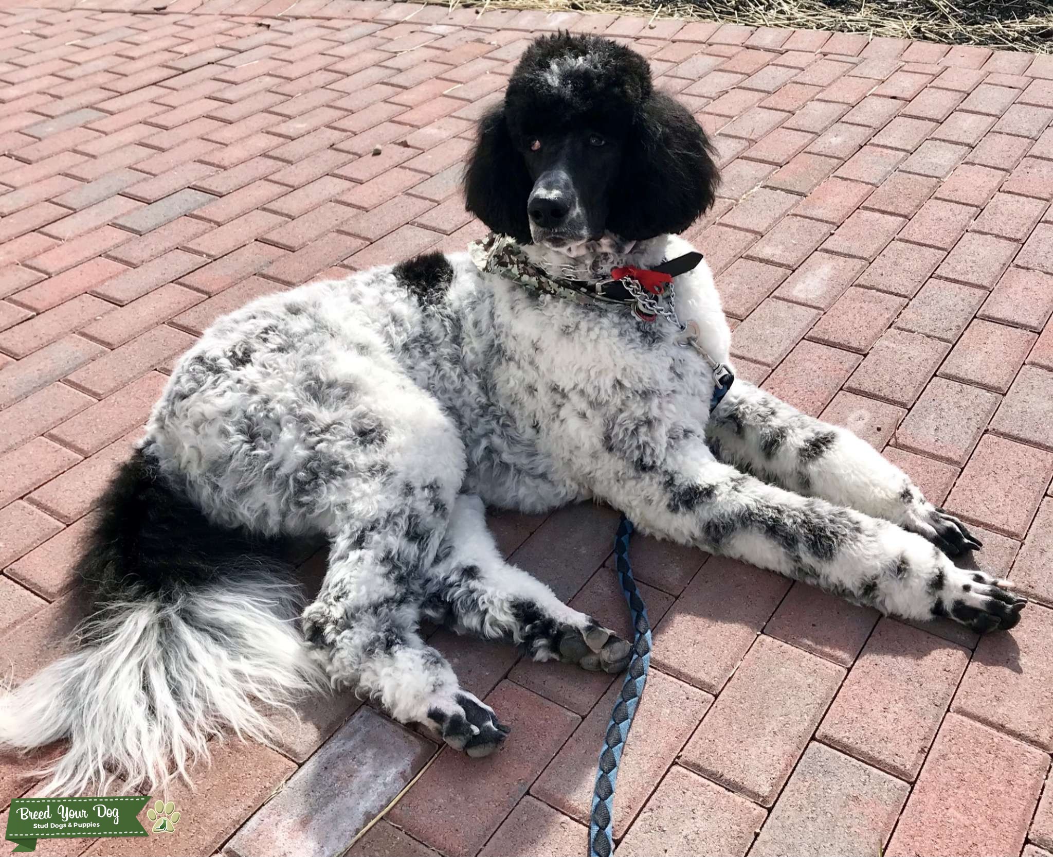 Parti Standard Poodle Stud Dog in Ohio, Australia Breed Your Dog