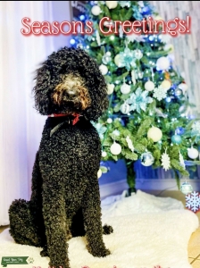 Goldendoodle stud  Listing Image