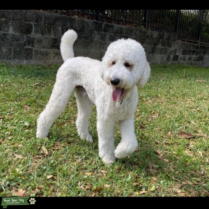 Standard poodle stud Listing Image