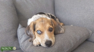 Female Beagle Aus. Cattle dog  Listing Image