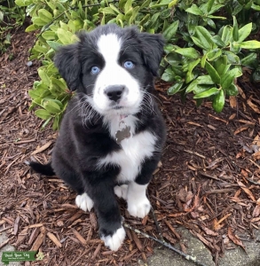 Husky pit bull mix  Listing Image