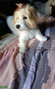 Looking for maltipoo or Bichon Frise Listing Image