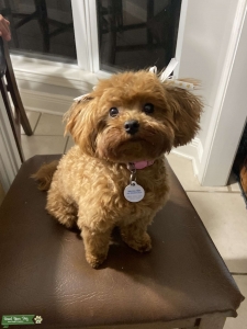 Looking for poodle stud  Listing Image