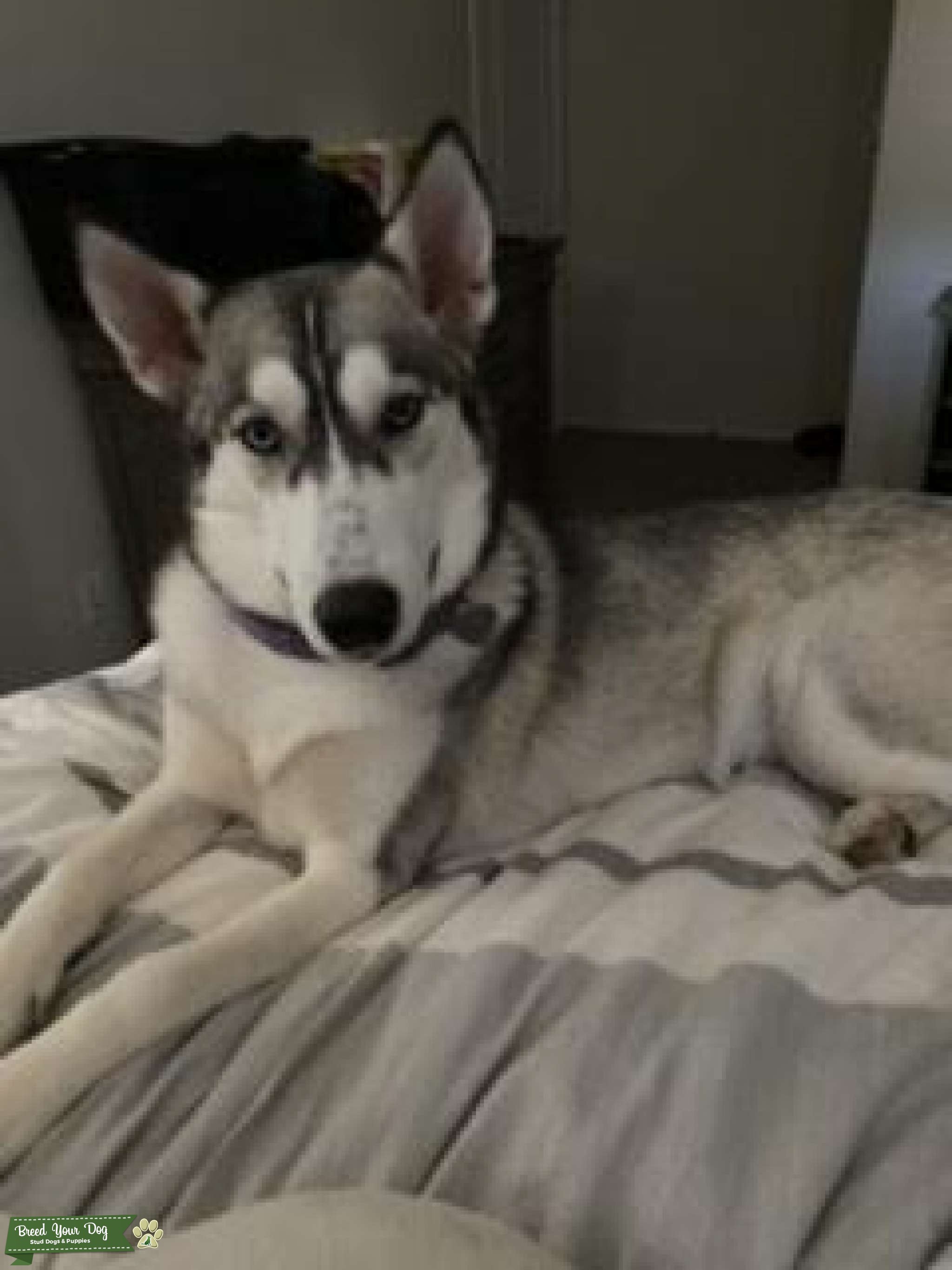 Husky Stud Dog in Arizona, United States Breed Your Dog