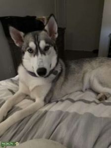 Husky Listing Image