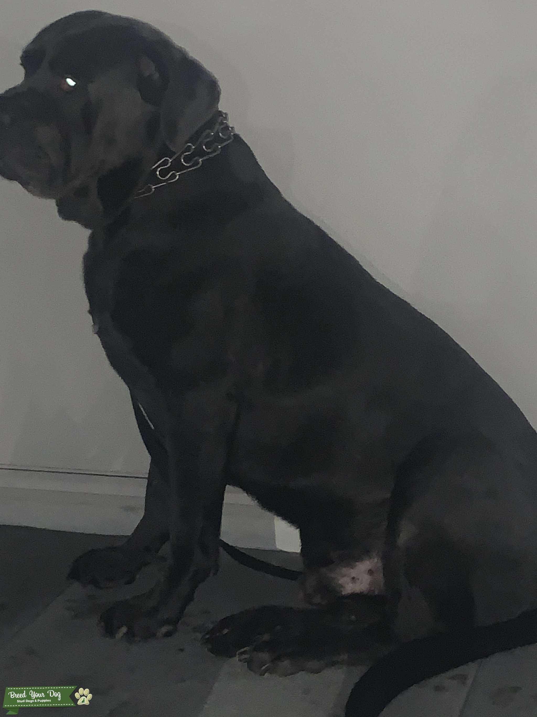 Blue Cane Corso Mastiff Healthy Male Stud Dog California Breed Your Dog