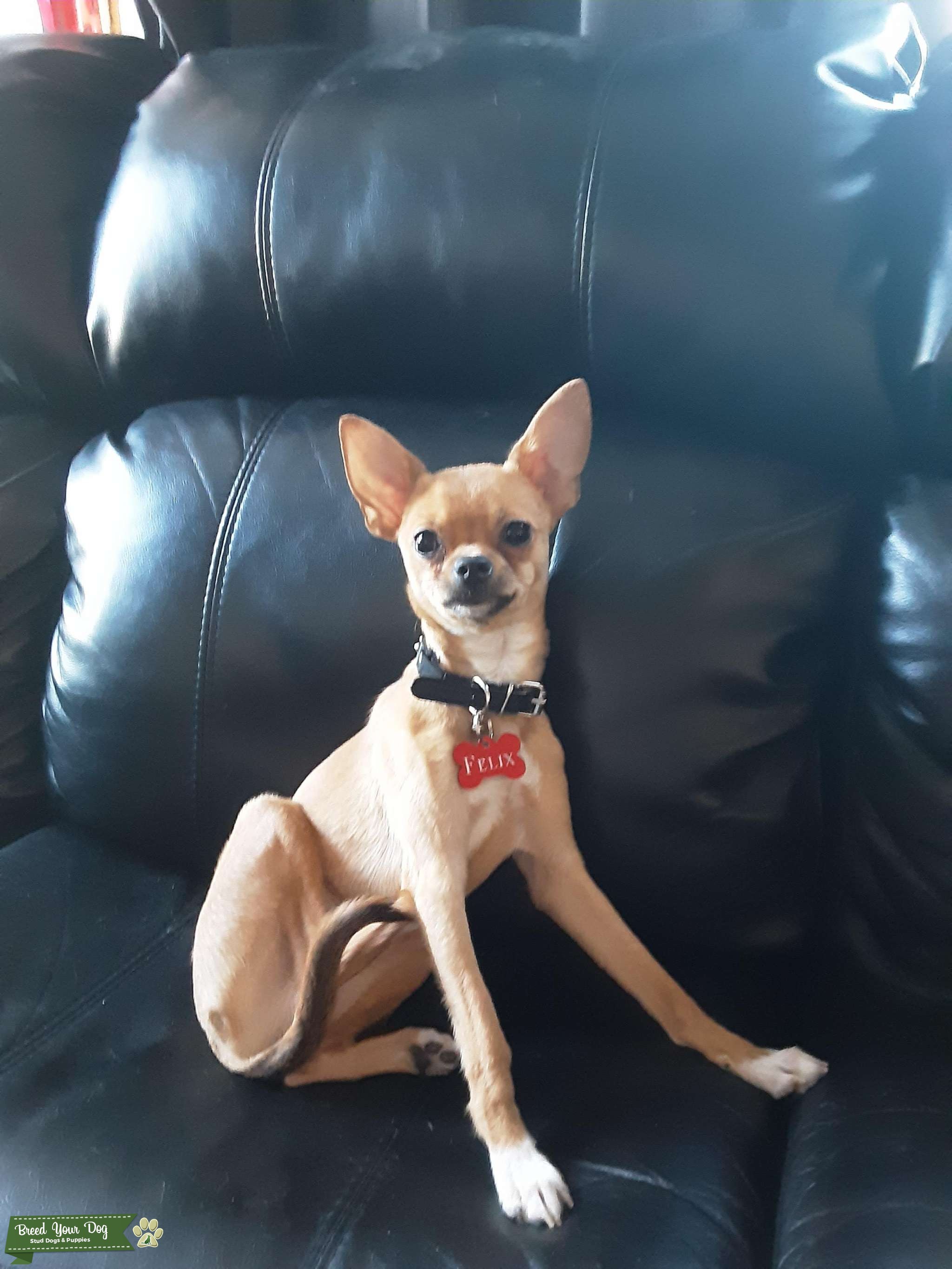 Stud chihuahua (deer head) - Stud Dog in Alberta, Australia | Breed