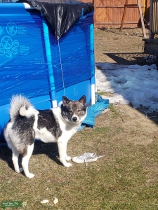 Shiba inu / akita mix  Listing Image
