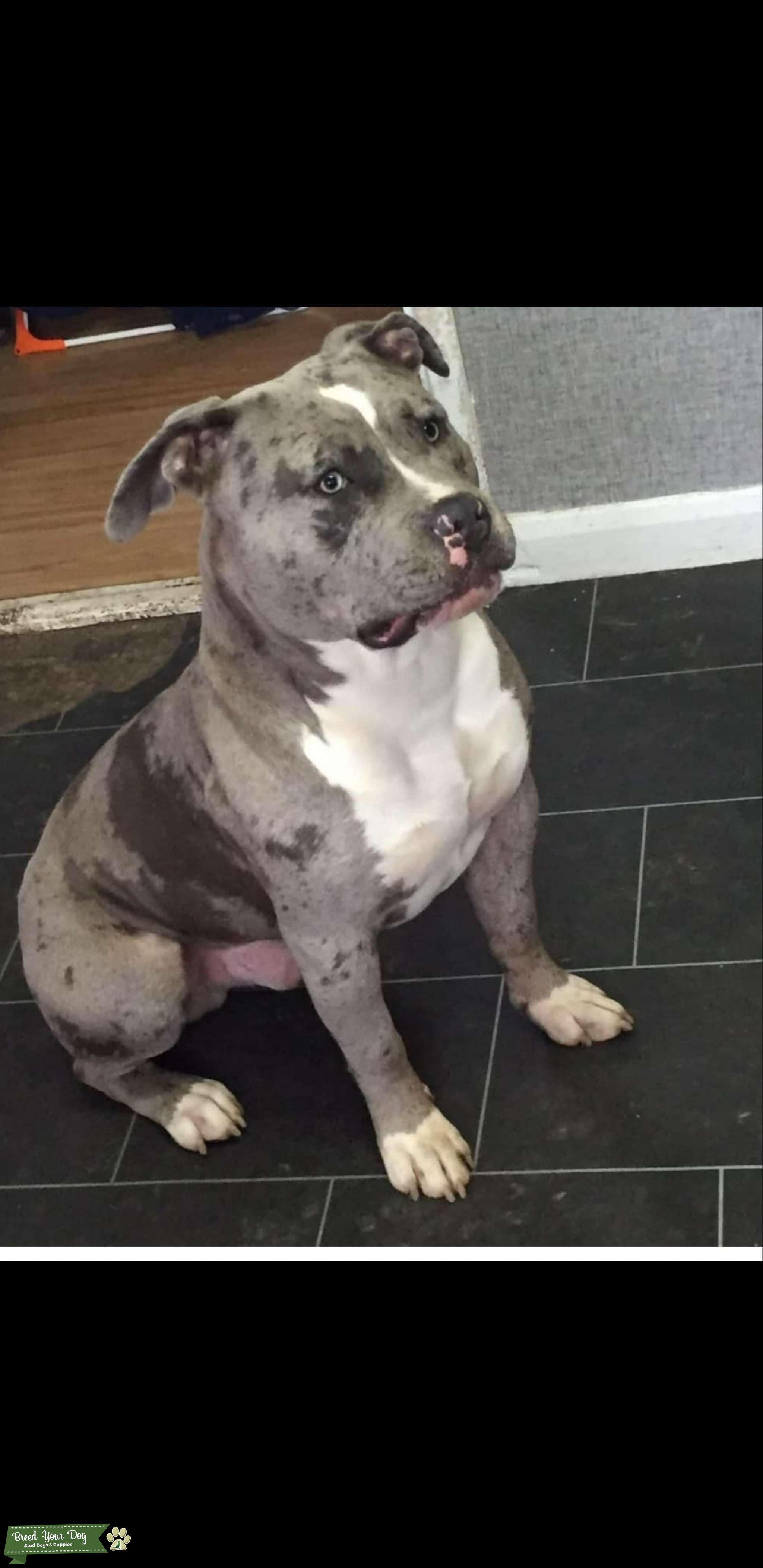 Blue merle xl bully Stud Dog in Leicestershire, the United Kingdom