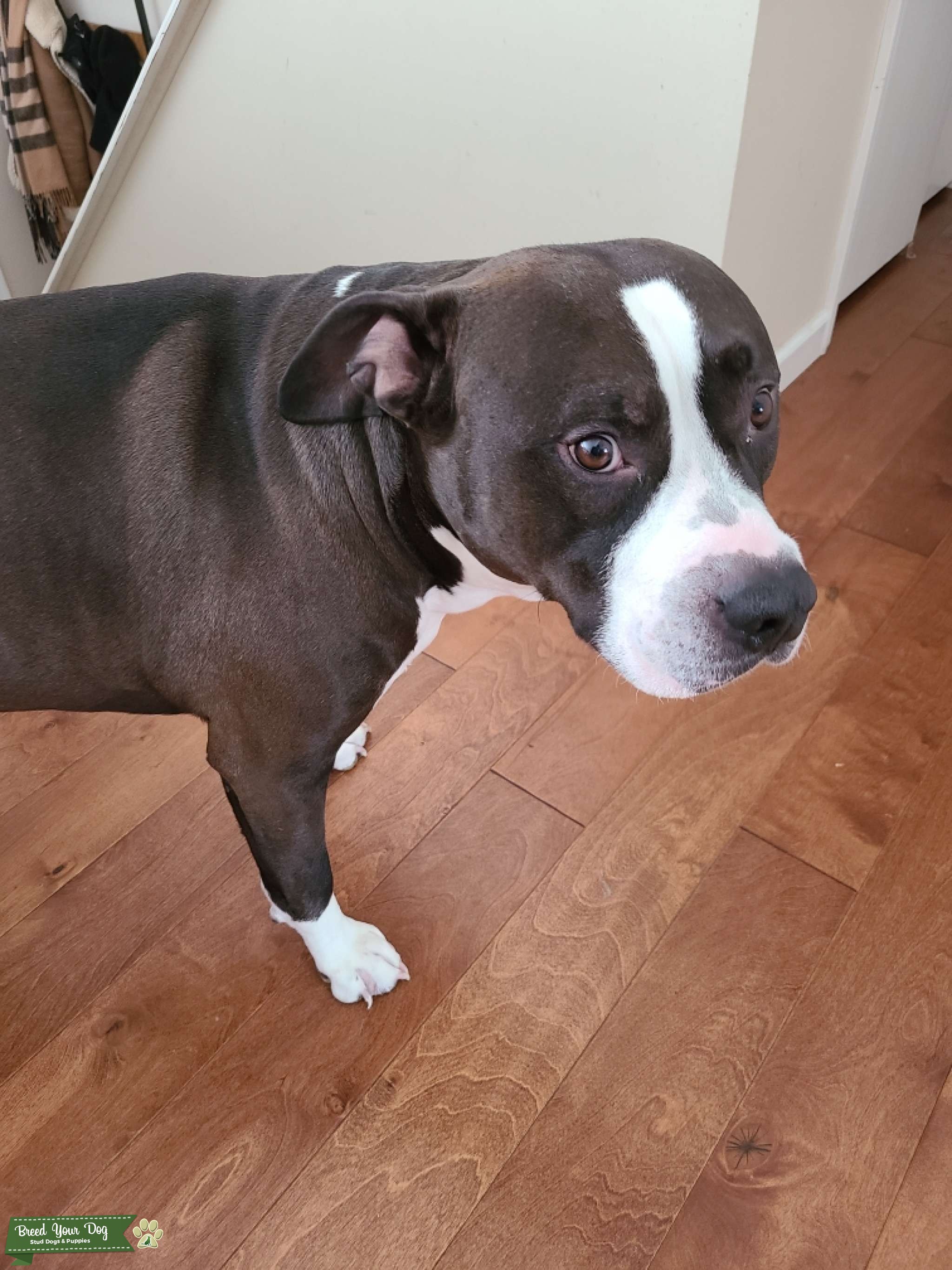 Black and white pit bull terrier - Stud Dog Pennsylvania - Breed Your Dog