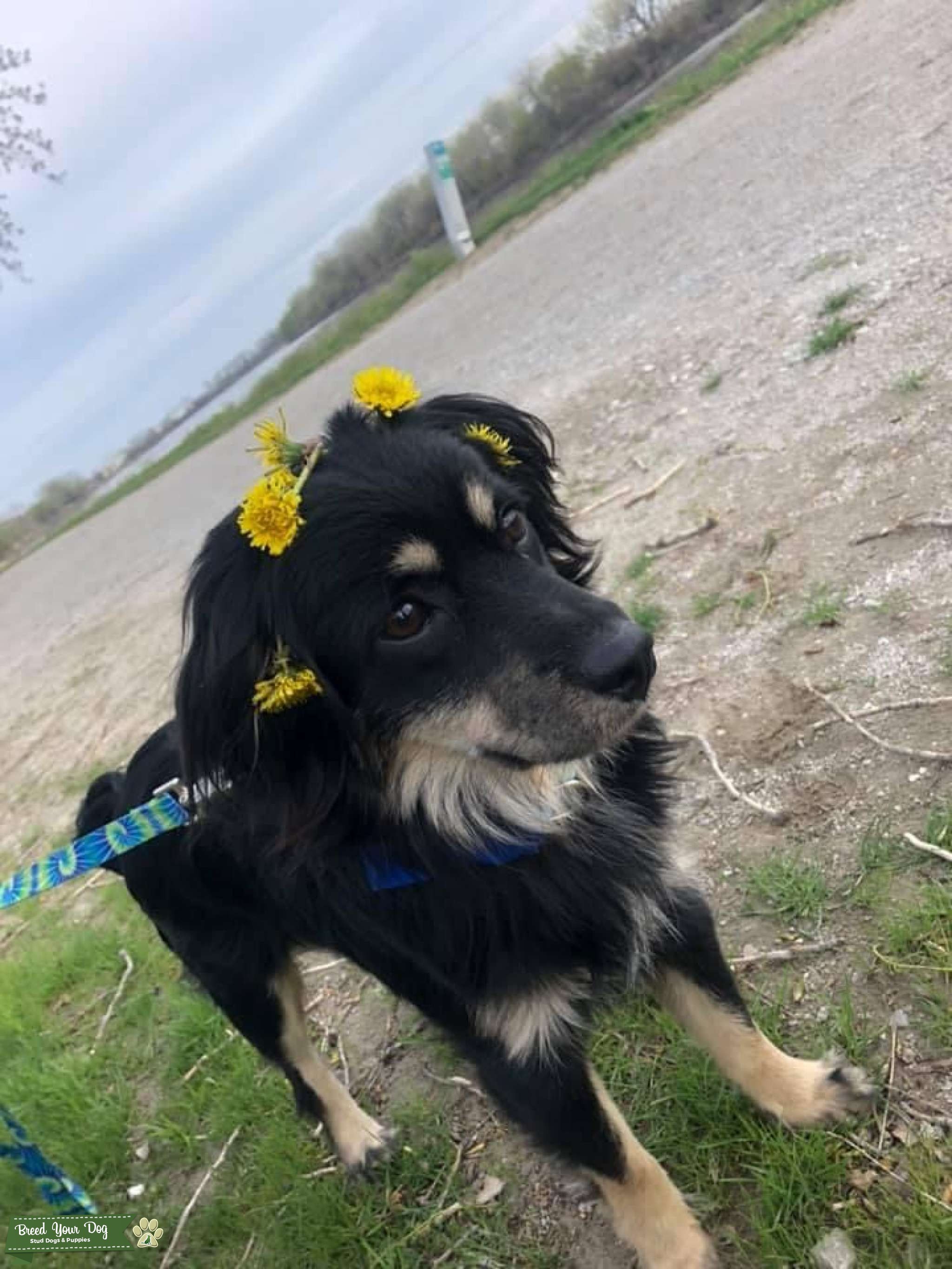 Mini Aussie dachshund mix Stud Dog in MO, the United States Breed