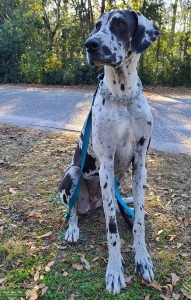 Harlequin-Great Dane looking for stud! Listing Image