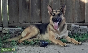 German Shepherd Stud Dog Service Listing Image