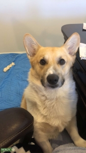 Corgi Listing Image